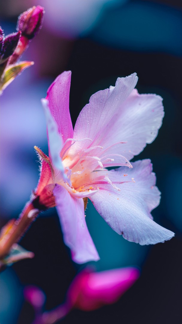 Aesthetic Pink Flower HD Wallpaper  - Close-up Floral Macro 4K Background