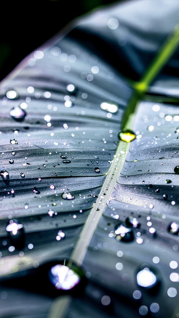 ​Green Leaf Macro Wallpaper - Water Drops on Foliage 4K