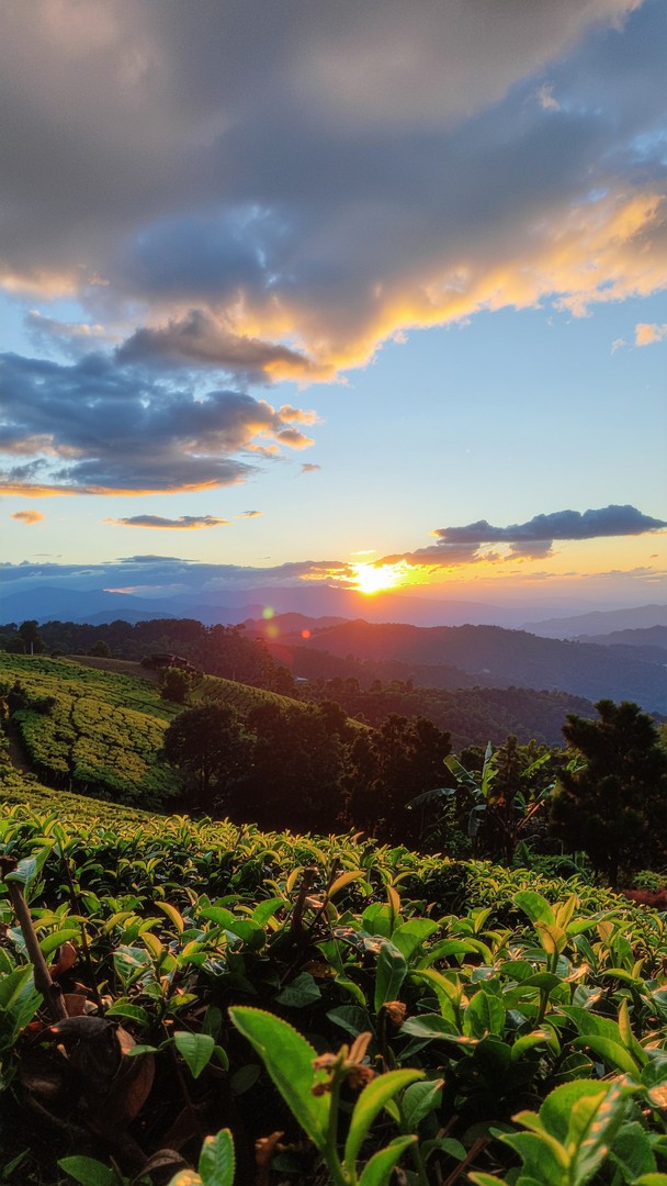 Tea Garden Sunset Wallpaper - Mountain Landscape HD Background 4K