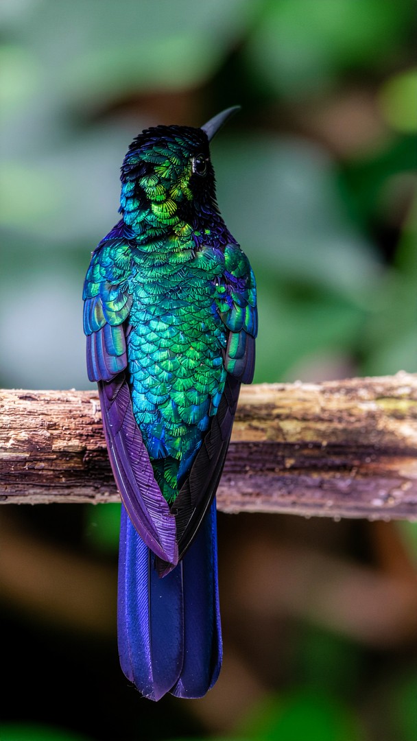 Iridescent Hummingbird Wallpaper - Colorful Feathers Macro 4K