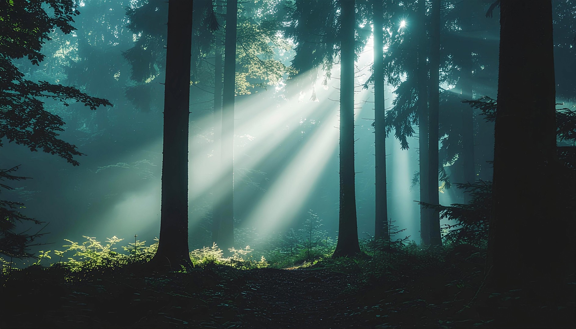 Sunlight Forest Calm Wallpaper