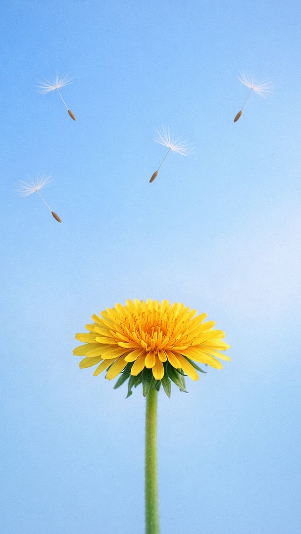 Yellow Flower HD Wallpaper 4K - Minimal Sky