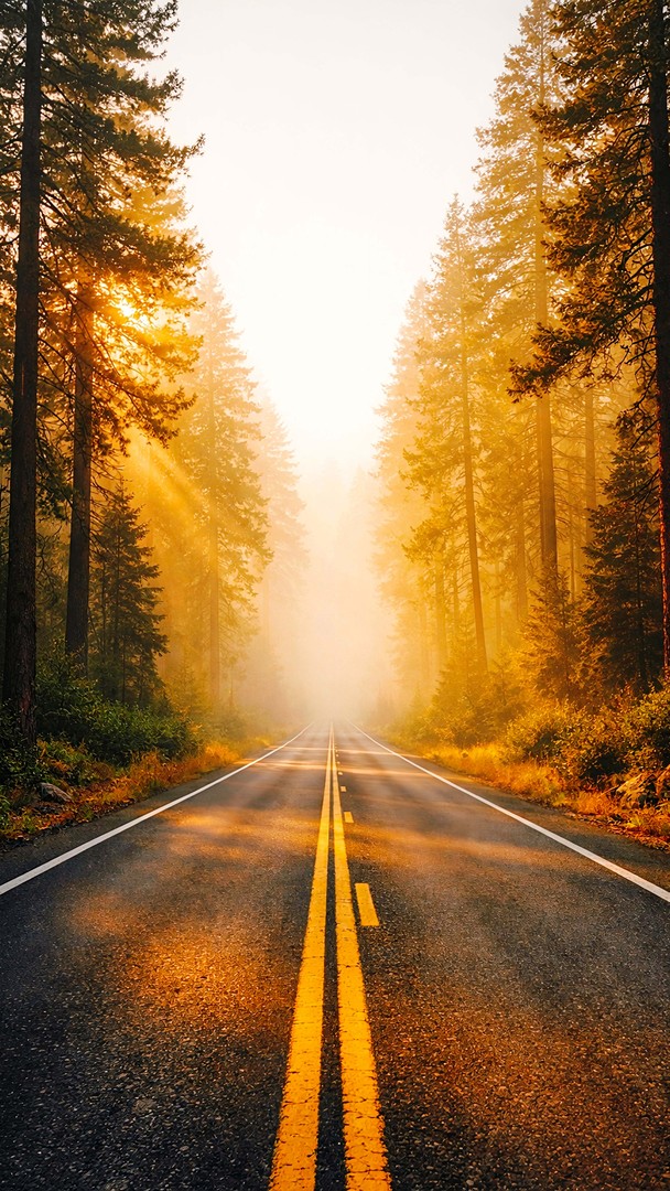 Forest  HD Wallpaper 4K - Sun Rays