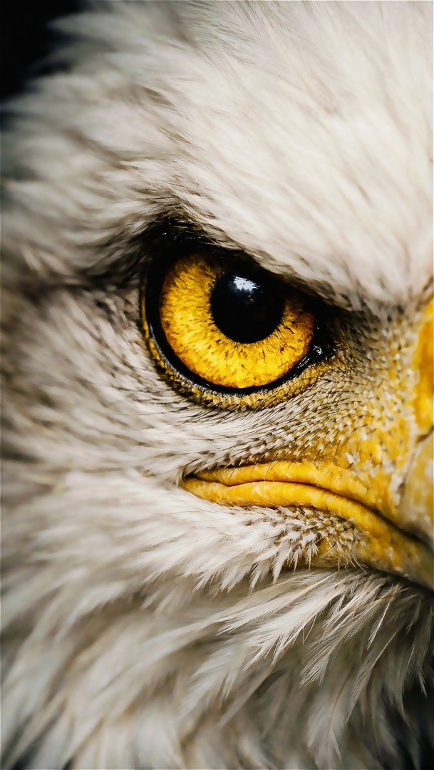 Eagle HD Wallpaper 4K - Sharp Predator Vision