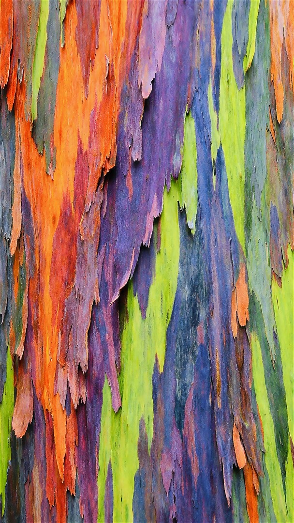 Tree Bark HD Wallpaper 4K - Natural Texture
