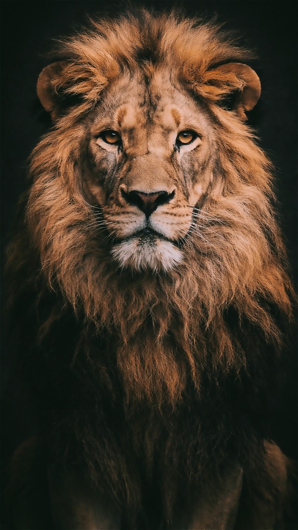 Lion HD Wallpaper 4K - Wild Strength