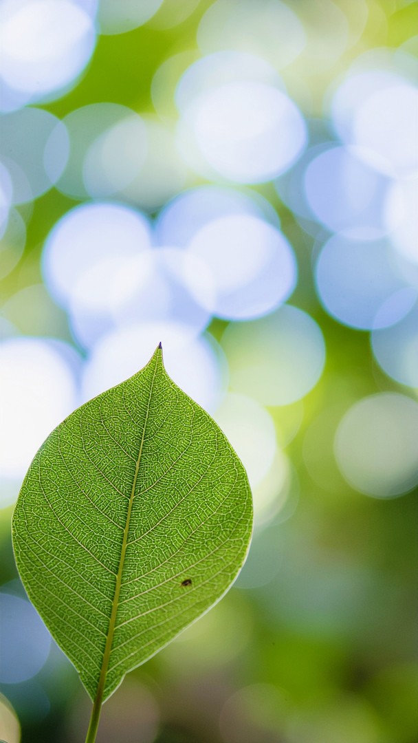 Green Leaf Macro HD Wallpaper 4K - Nature Bokeh Light