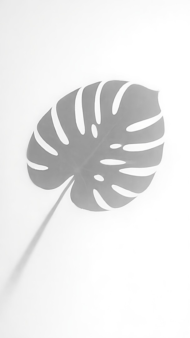 Leaf Shadow HD Wallpaper 4K - Clean White Aesthetic