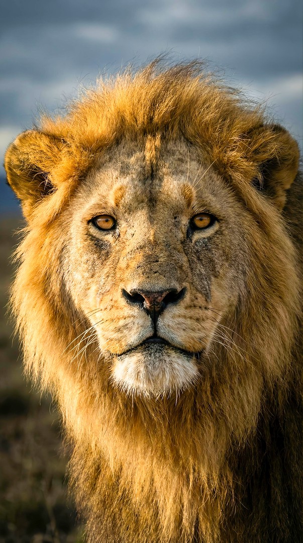 Lion Portrait HD Wallpaper - 4k wallpapers for mobile