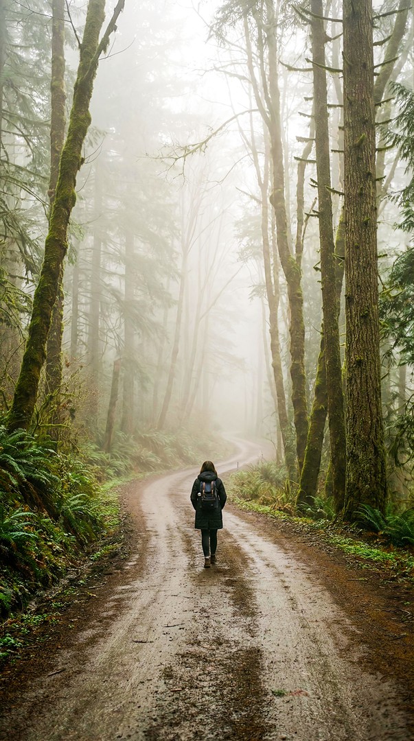 Foggy Forest Road HD Wallpaper for mobile