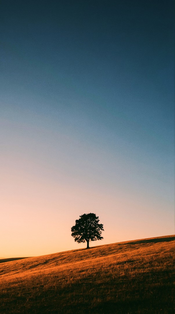 Lone Tree Sunset Landscape HD Wallpaper 4K - Minimal Nature Scene