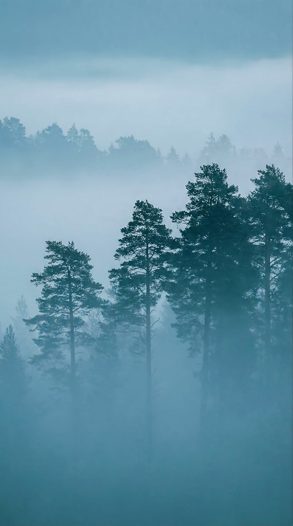 Misty Pine Forest HD Wallpaper 4K - Foggy Nature Mood
