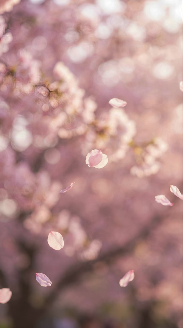 Cherry Blossom Petals Soft Bokeh HD Wallpaper 4K