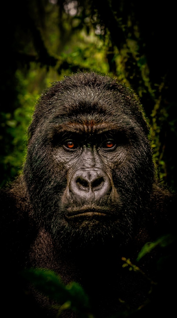 Mountain Gorilla Portrait Wildlife Photography 4K Wallpaper