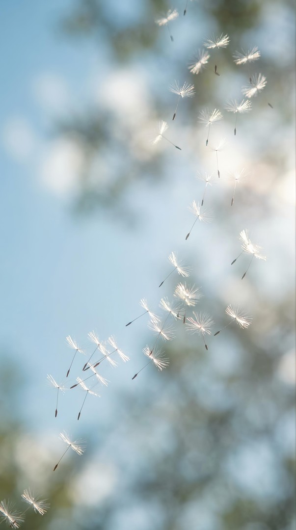 Dandelion Seeds Floating in Wind 4K Wallpaper