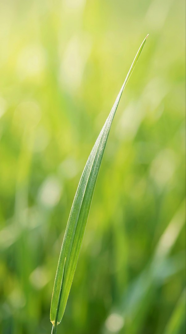Fresh Green Grass Blade Macro Photography 4K Wallpaper