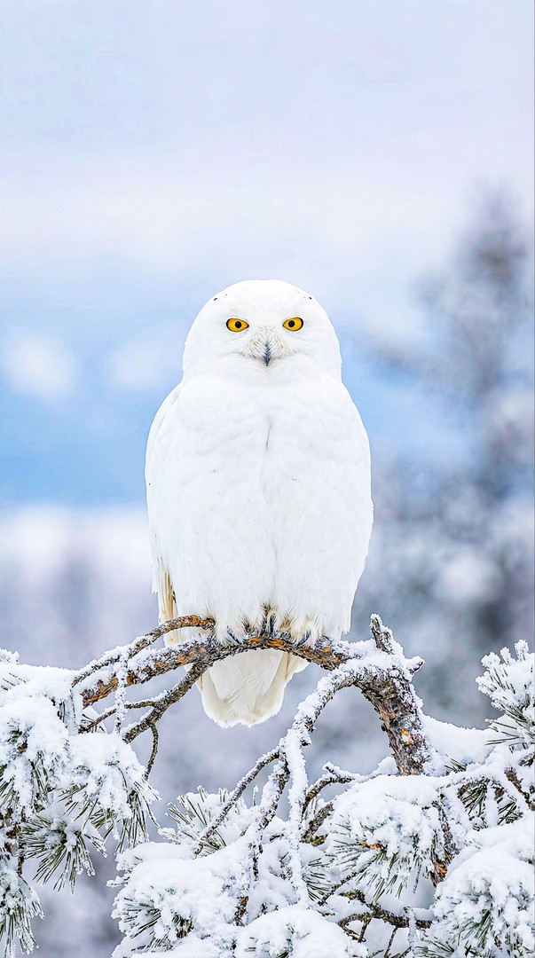 Snowy Owl in Falling Snow Wildlife 4K Wallpaper