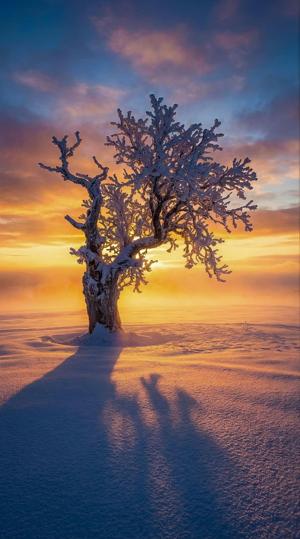Frosted Tree at Golden Hour Sunset 4K Wallpaper