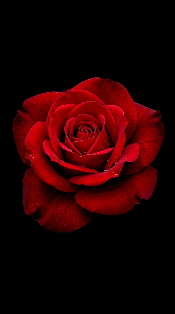 Deep Red Rose on Black Background 4K Wallpaper