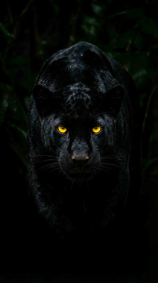 Black Panther Yellow Eye 4K Wallpaper