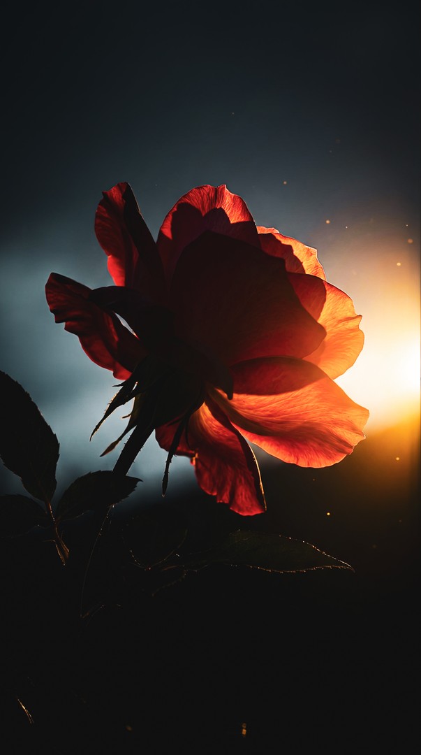 Red Rose Silhouette at Sunset Backlight 4K Wallpaper