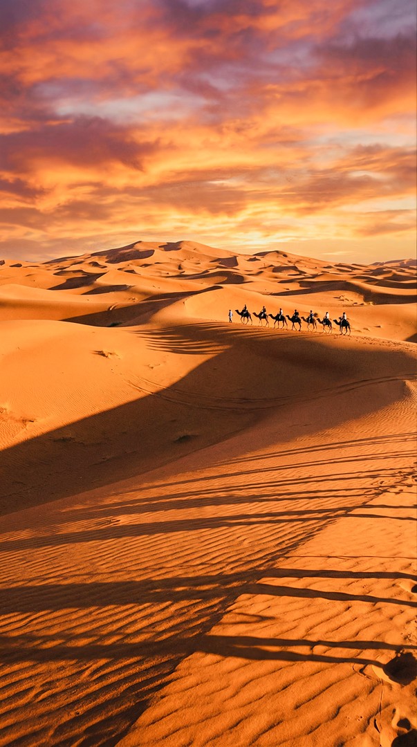 Desert Camel Caravan Sunset Sand Dunes 4K Wallpaper