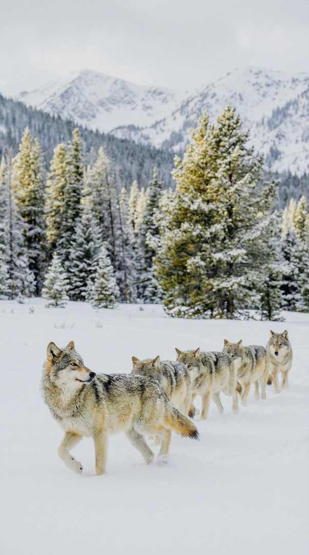 Wolf Pack in Snowy Forest HD Wallpaper 4K