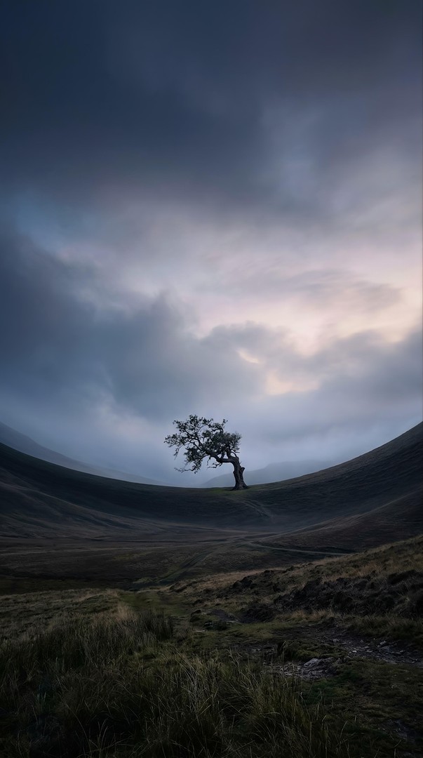 Lone Tree on Rolling Hills HD Moody Wallpaper 4K