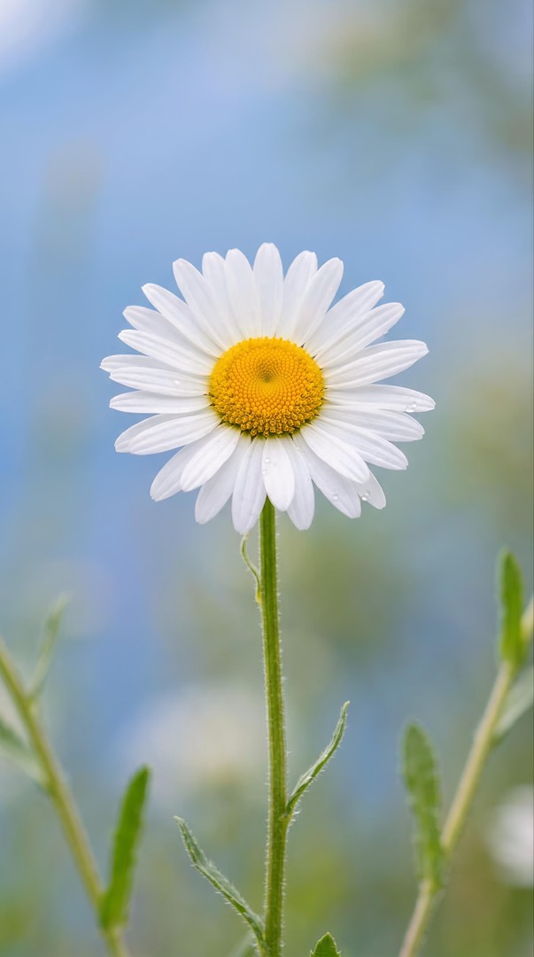 White Daisy Flower Macro HD Wallpaper for mobile