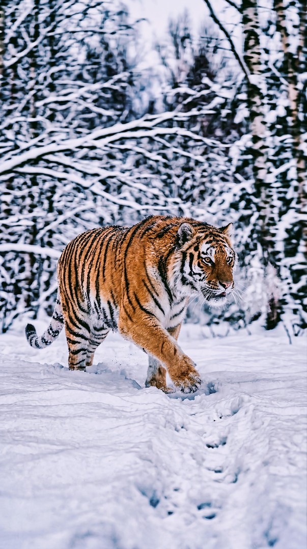 Tiger Walking in Snow HD Wallpaper 4K - Winter Wildlife Scene