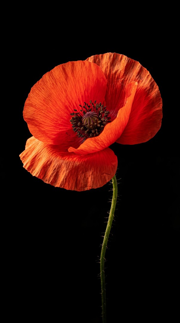 Red Poppy Flower HD Wallpaper 4K - Minimal Dark Background