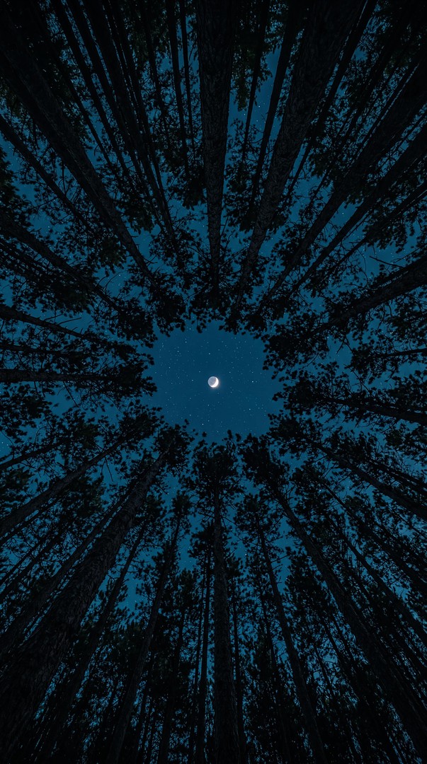 Night Forest Sky HD Wallpaper 4K - Moon and Trees View