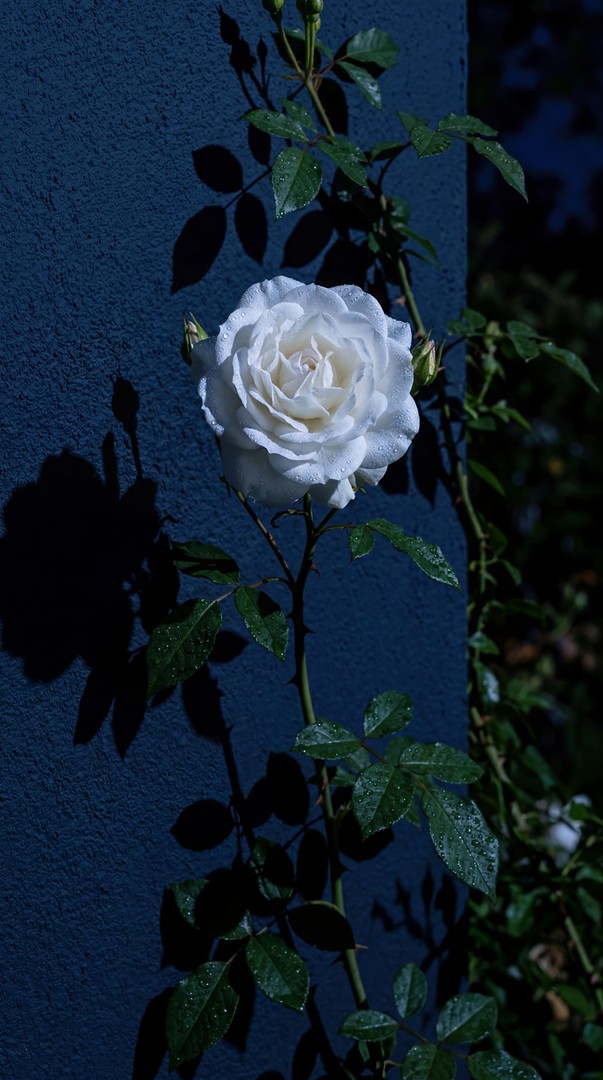 White Rose HD Wallpaper 4K - Night Shadow Aesthetic