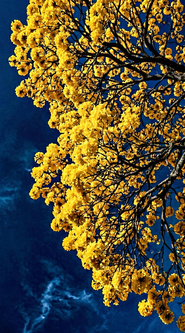 Yellow Blossom Tree HD Wallpaper 4K - Bright Nature Sky View
