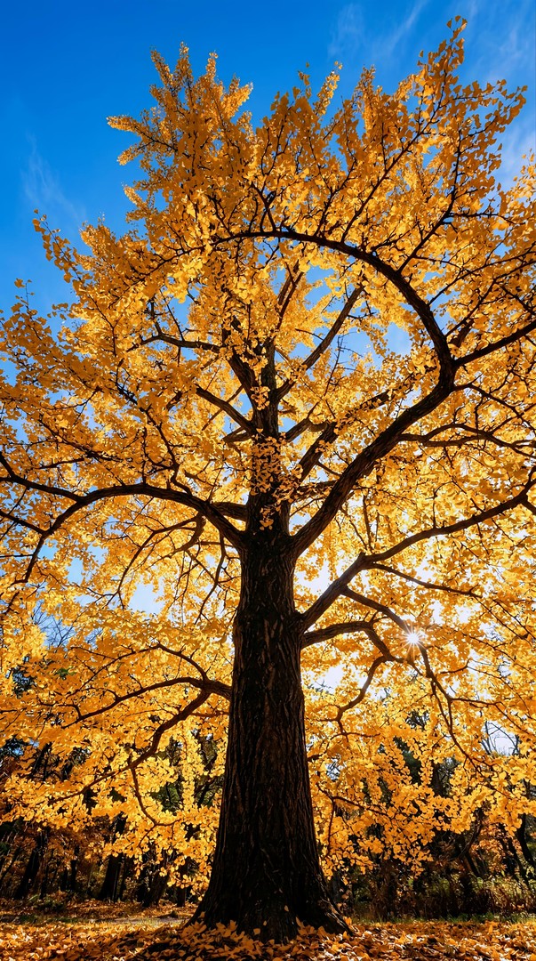 Blossom Tree Sky View HD Wallpaper 4K - Aesthetic Nature Angle