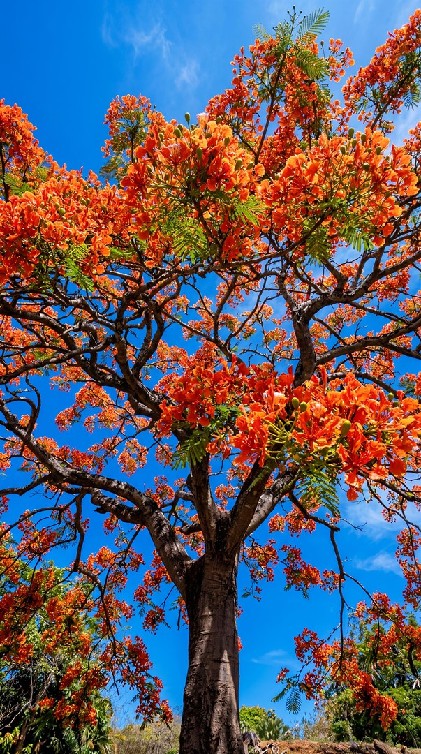 Minimal Blossom Branch HD Wallpaper 4K - Soft Sky Background