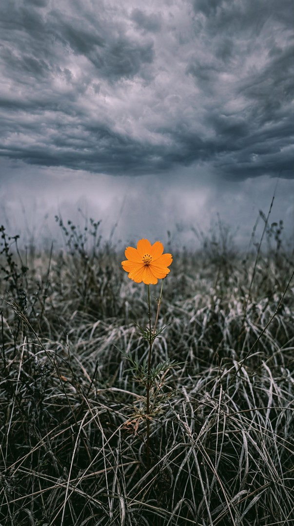 Orange Flower Storm Sky HD Wallpaper 4K - Moody Nature Aesthetic