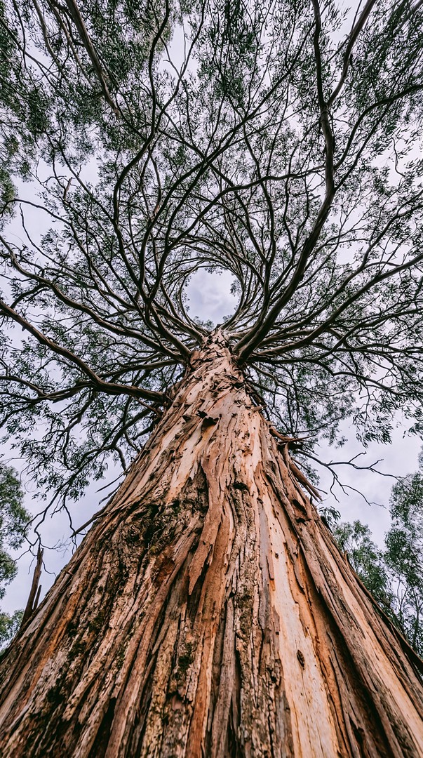 Tall Tree Perspective HD Wallpaper 4K - Nature Wide Angle Aesthetic