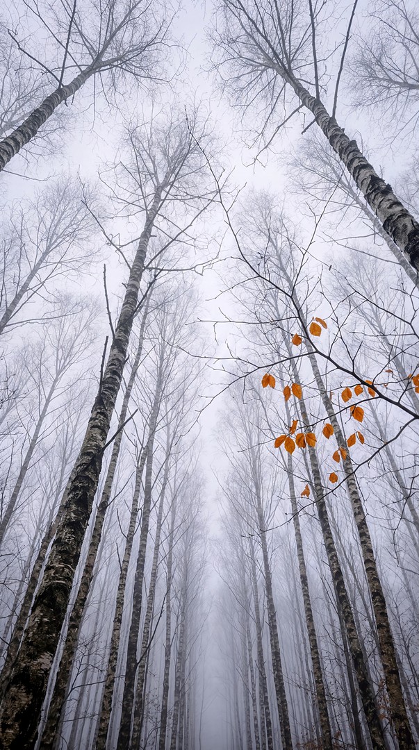 Fog Forest Trees HD Wallpaper 4K - Misty Nature Aesthetic