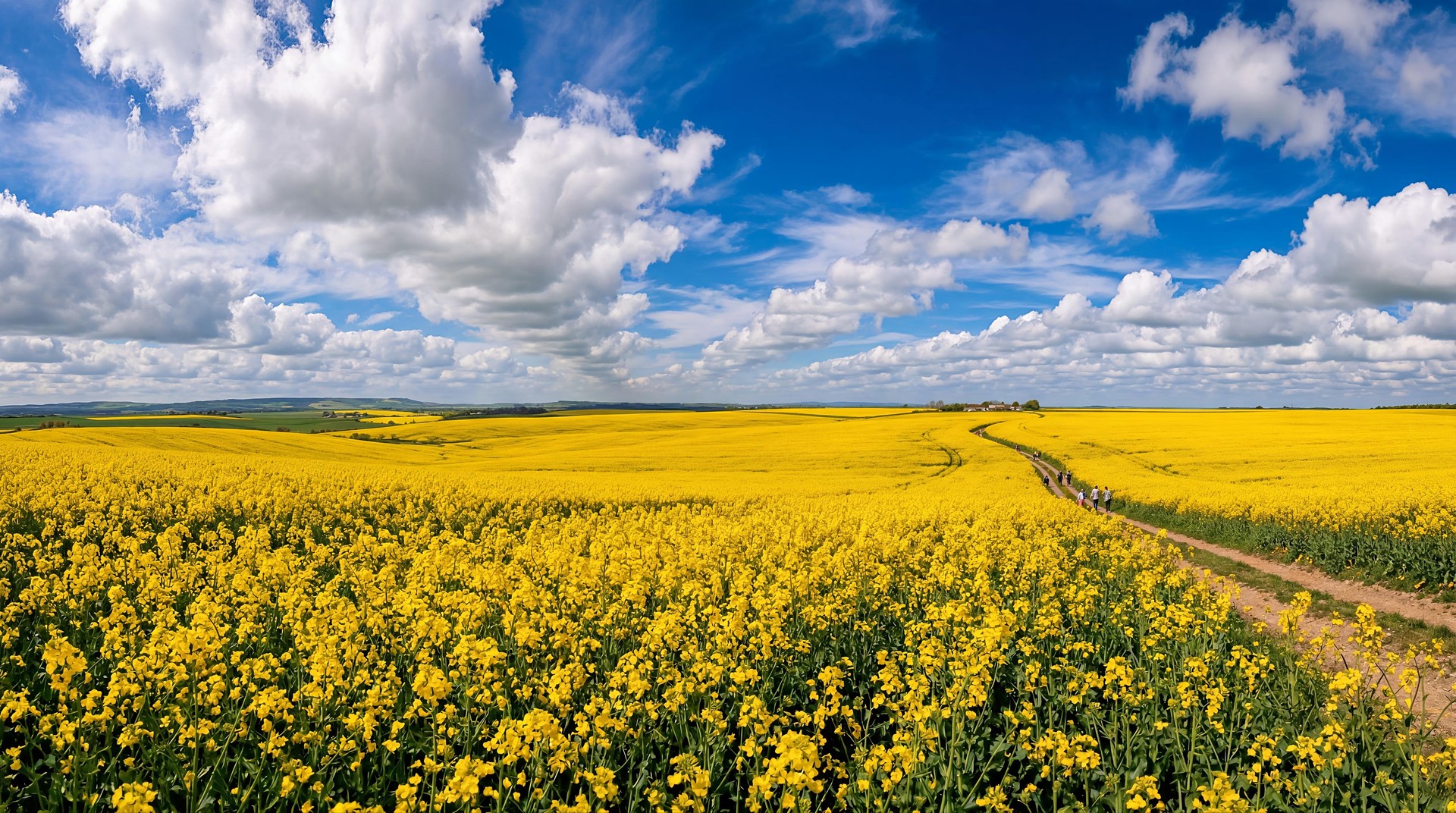 Yellow Flower Field Path HD Wallpaper 4K - Spring Nature Aesthetic