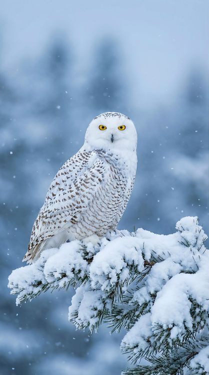 Snowy Owl with Yellow Eyes Winter Portrait 4K Wallpaper
