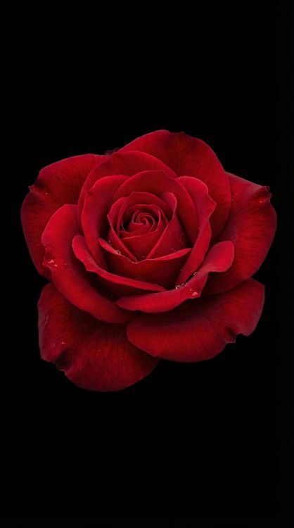 Red Rose with Water Droplets Black 4K Wallpaper