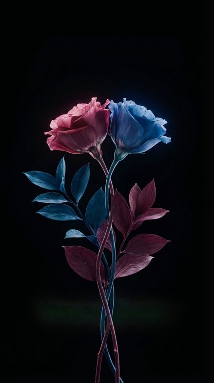 Pink and Blue Roses 4K Wallpaper