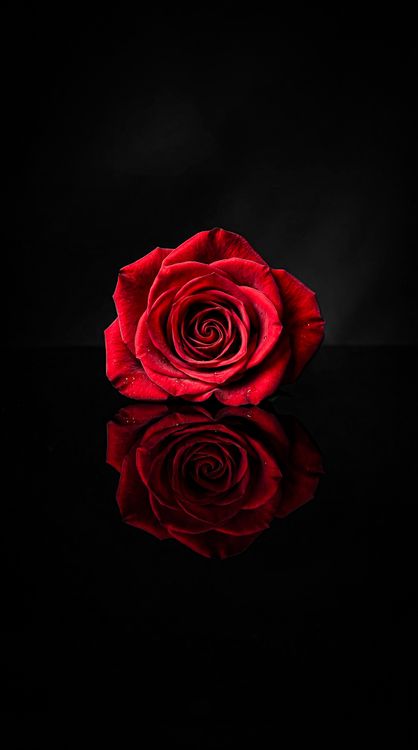 Red Rose with Mirror Reflection Black 4K Wallpaper