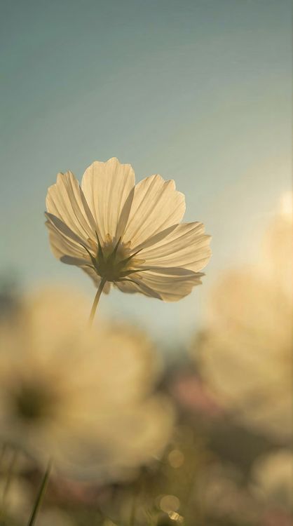 Soft White Flower Minimal HD Wallpaper 4K
