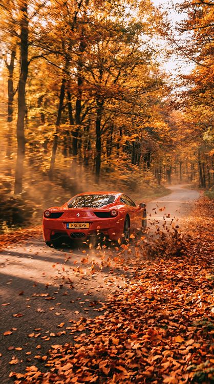 Ferrari Autumn Forest Drive HD Wallpaper 4K