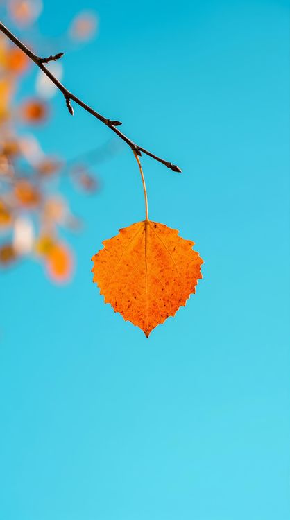 Single Autumn Leaf Minimal HD Wallpaper 4K