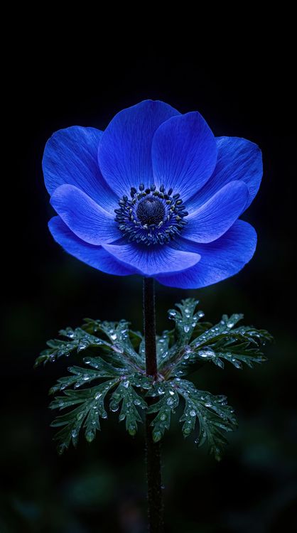 Blue Anemone Flower HD Wallpaper 4K - Dark Aesthetic Macro