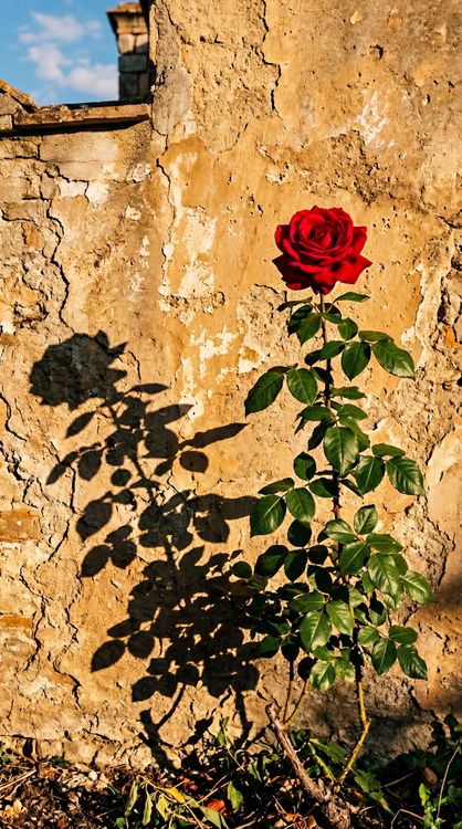 Red Rose Plant HD Wallpaper 4K - Shadow Wall Aesthetic