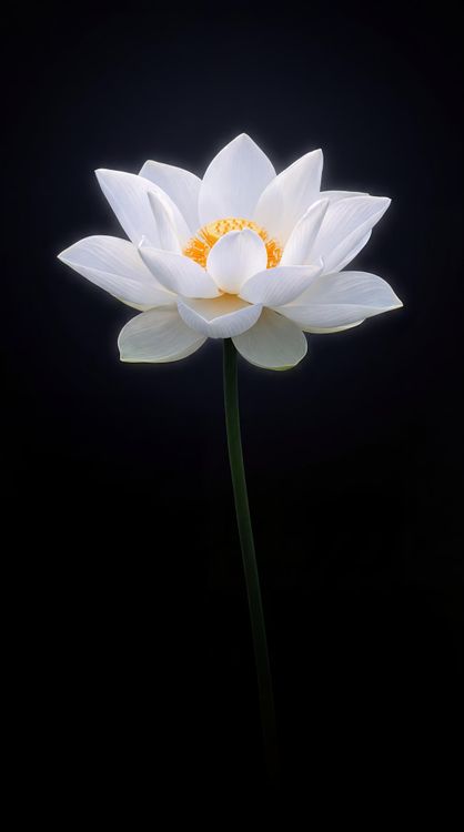 White Lotus Flower HD Wallpaper 4K - Dark Background Aesthetic